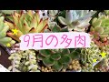 【多肉植物】遮光ネットを追加しました！