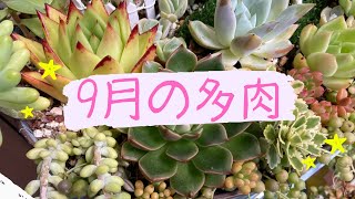 【多肉植物】遮光ネットを追加しました！