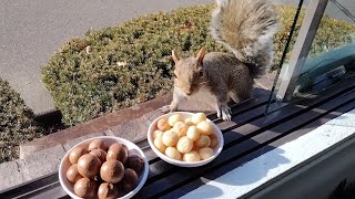 Squirrels' reactions to macadamia nuts