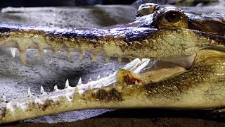 At-Risk Animals and Our Endangered Species