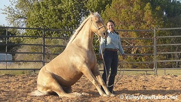 Little Step N Rio***For info, price, etc., go to our website: ValleyViewRanch.net***