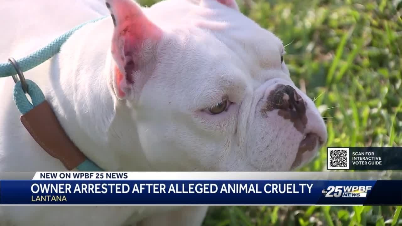 Man charged for animal abuse after dragging dog behind car by its leash