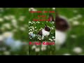 Ferdinand von saar- Ostern (das rote ei) (S-tan Remix)