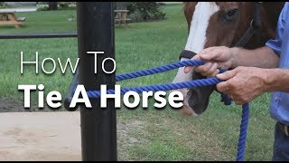 How to tie a horse by AnimalCareTV 44,795 views 5 years ago 1 minute, 43 seconds