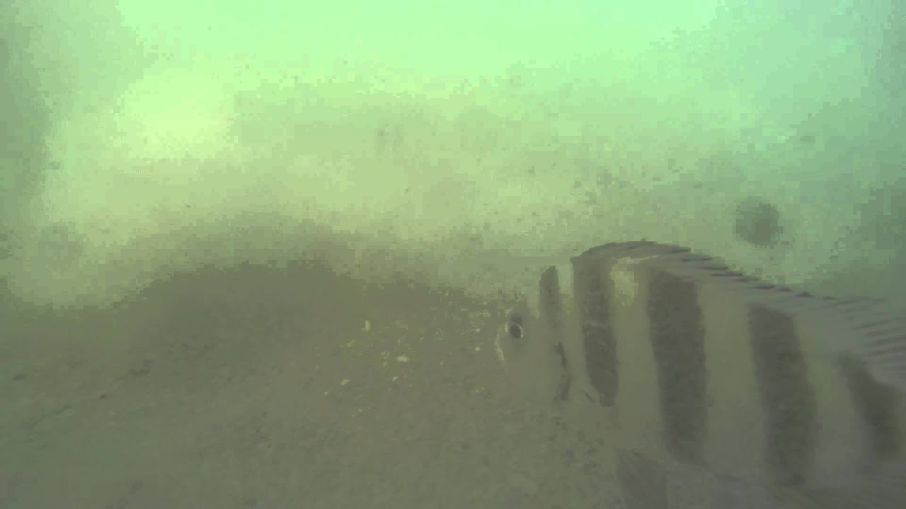 Fish we see at Clam Pass, Naples, FL YouTube