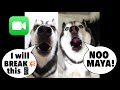 Meeka FaceTimes Maya The Husky (THEY ARGUE & MAYA ALMOST BROKE THE PHONE!) 😱👀