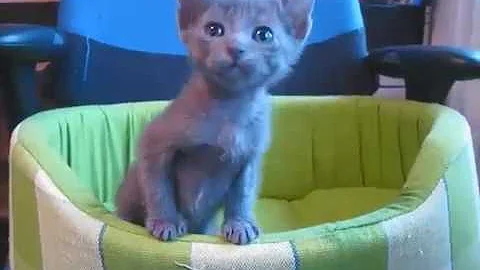 Watch the video about Korat Kittens and Cats (Extremely Playful)