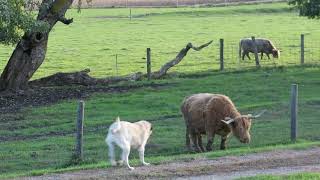 Dog scolding cow for eating over fence. by EuroTravelerYea 257 views 5 years ago 48 seconds