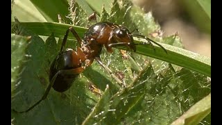 Les fourmis rousses des bois (suite)