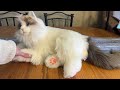 Review of Chongker Interactive Companion Robot Cat Mp3 Song