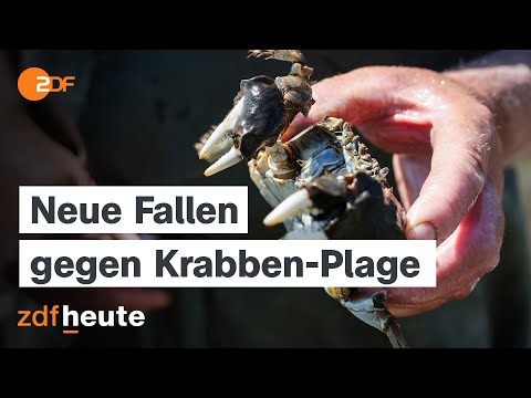 Wollhandkrabben auf Herbstwanderung: Wie kann man die invasive Art zurückdrängen? Episode cover