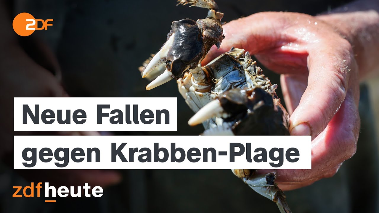 Wollhandkrabben auf Herbstwanderung: Wie kann man die invasive Art zurückdrängen?