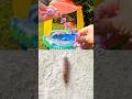 Learn Bug Insect Names at the Toadstool Pool for Babies Kids: Millipede Rhino Beetle Earthworm