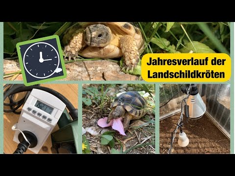 Video: Schildkrötenlampe