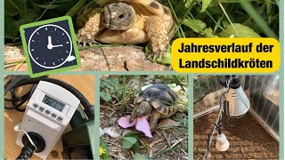 Jahresverlauf Der Landschildkröten Aktivitäten Temperaturen