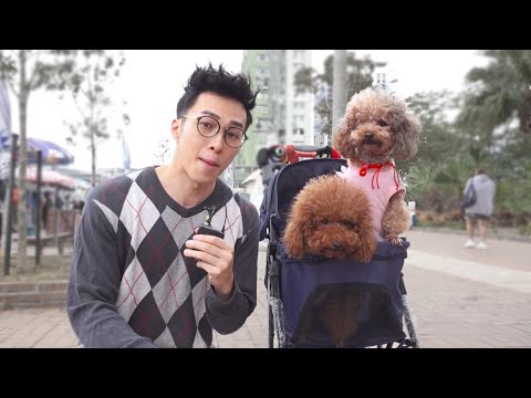 東張西望 | 狗奴請注意! 被愛犬親舐後竟會染病死亡?!