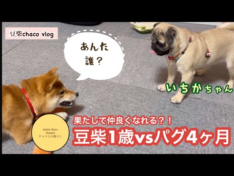 豆柴一歳vs パグ4ヶ月　お友達になれる？