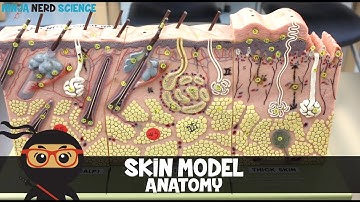 Integumentary System | Skin Model Anatomy