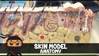 Integumentary System | Skin Model Anatomy