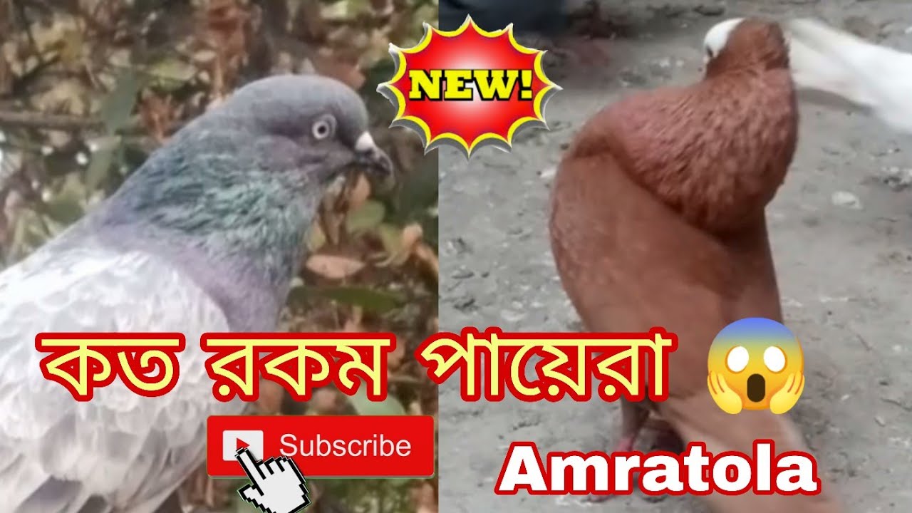 আজকে অনেক জায়গায় পায়েরা দেখতে গেলাম। 😱 