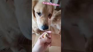 リアルなアサリの水鉄砲で遊んで見た🤣#犬#大型犬のいる生活 #ゴールデンレトリバー#ラブラドールレトリバー#ゴールデンドゥードル