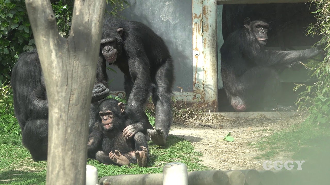 서울대공원 침팬지 '아자' ( 30 Months Chimp )