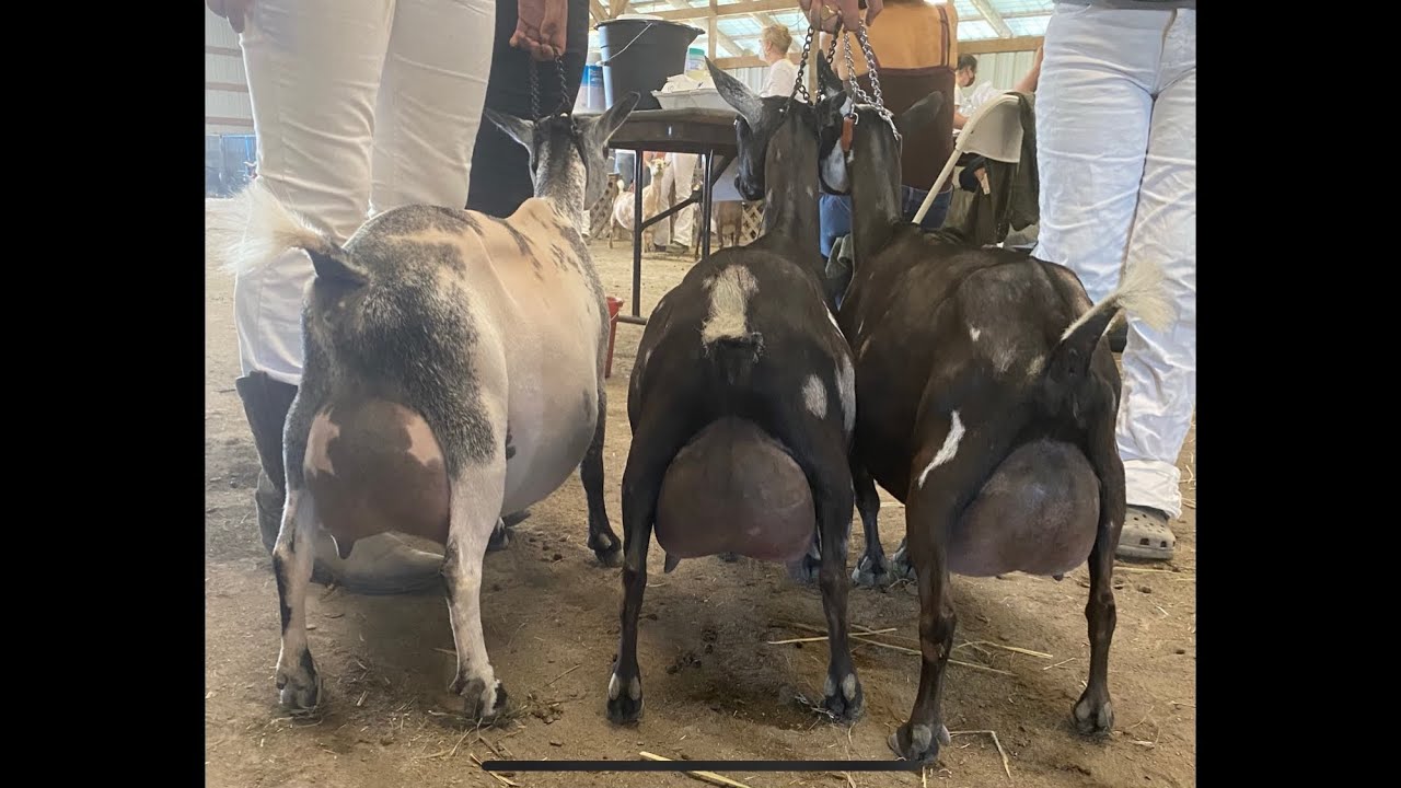First Goat Show of the Year!