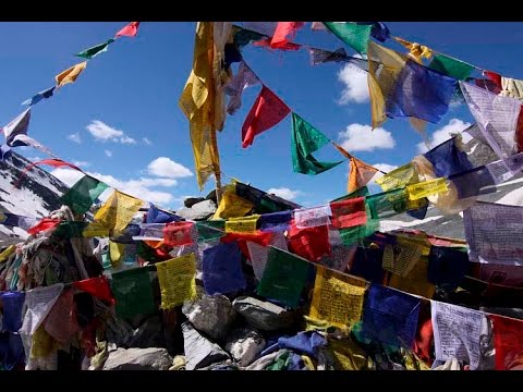 Video: Tibetische Antilopen Werden Gewildert, Um Schals Herzustellen