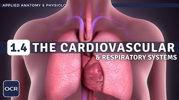 OCR GCSE PE - CARDIOVASCULAR & RESPIRATORY SYSTEMS - Applied Anatomy & Physiology (1.4)