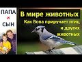 Как Вова приручает птиц и животных. #вмиреживотных Природа США Папа и Сын. Алексей и Вова Савченко.