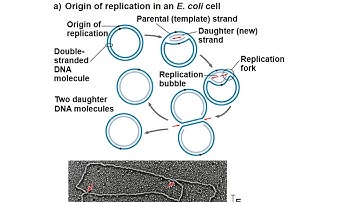 Chapter 16: Molecular Basis of Inheritance