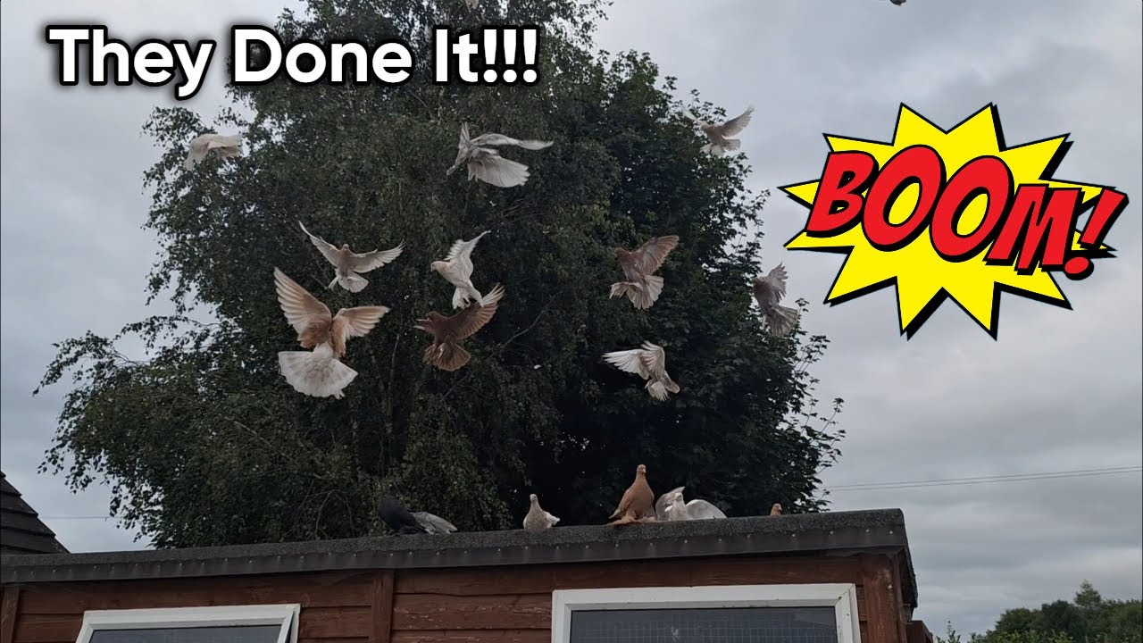 Irish Old School Tumblers - 2025 Young Birds