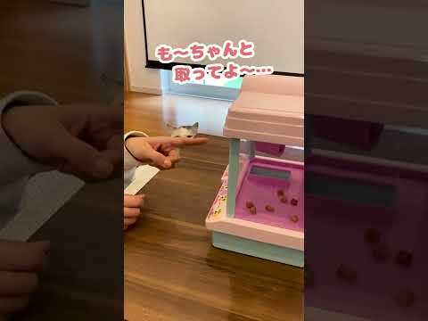 奥さんキミクレーンゲーム上手やないか…【おしゃべりする猫】 #Shorts