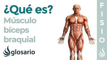 ¿Cuál es la función del tríceps?