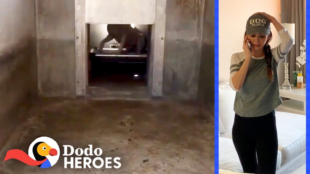 ⁣Woman Spends Over 700 Hours On Phone To Save 2 Pit Bulls' Lives | The Dodo Heroes