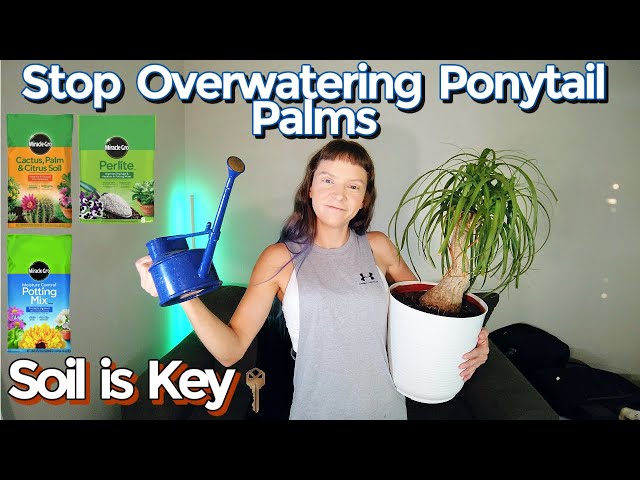 HOW TO STOP OVER-WATERING PONYTAIL PALMS! - YouTube