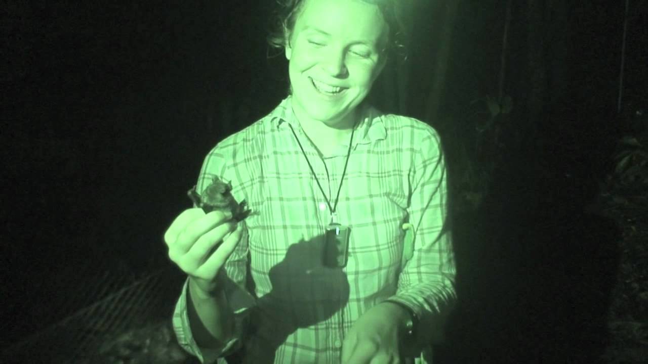 Leaf nose on the bat