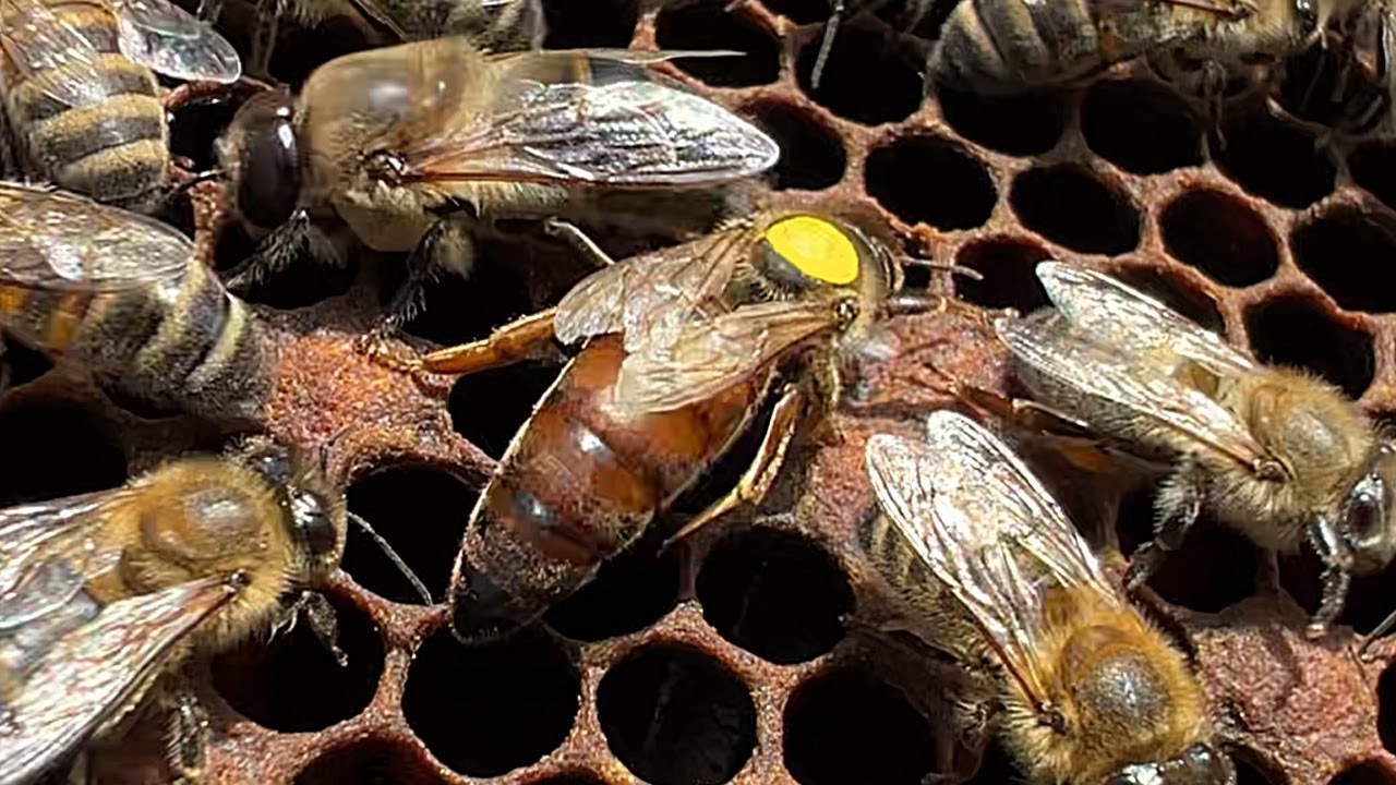 Kjo është puna e mbretëreshës me tri këmbë dhe vendosja e katit 2  🐝