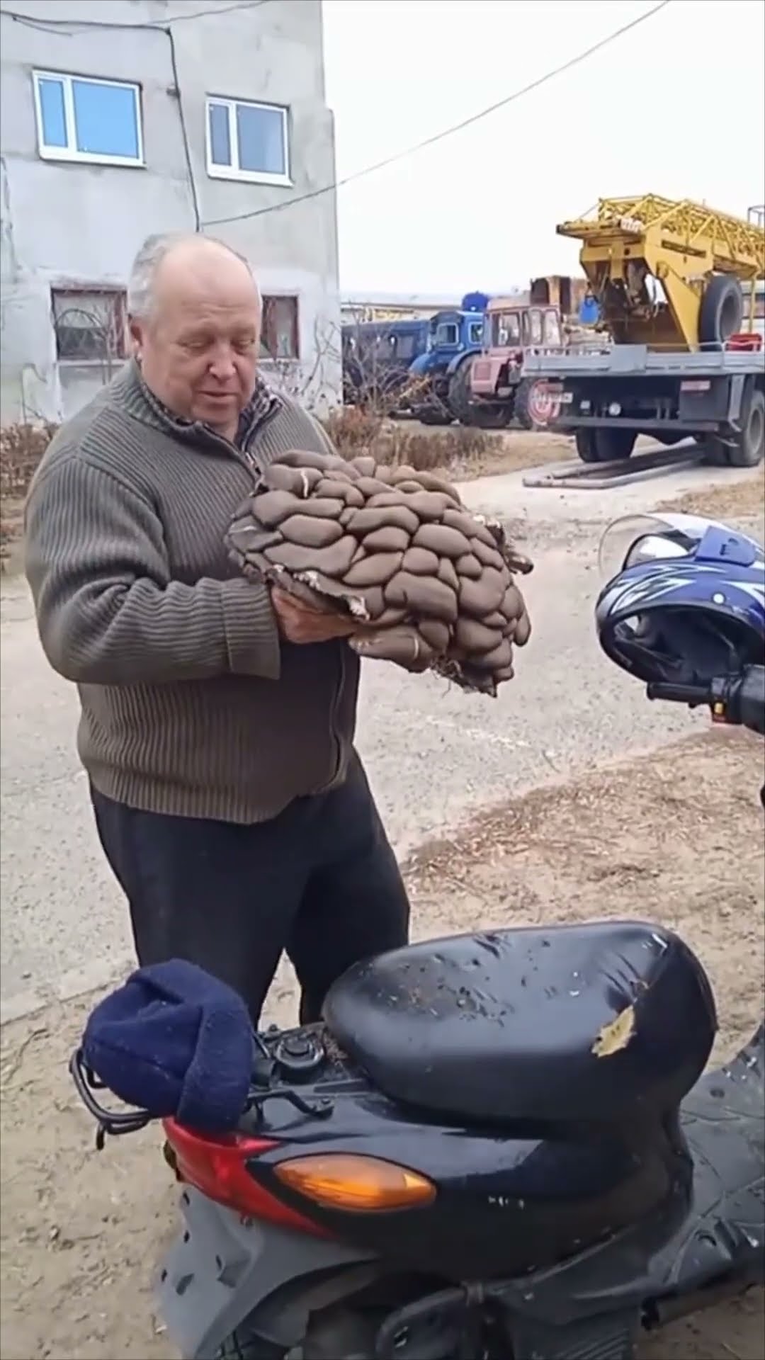 Man Finds Massive Cluster of Oyster Mushrooms