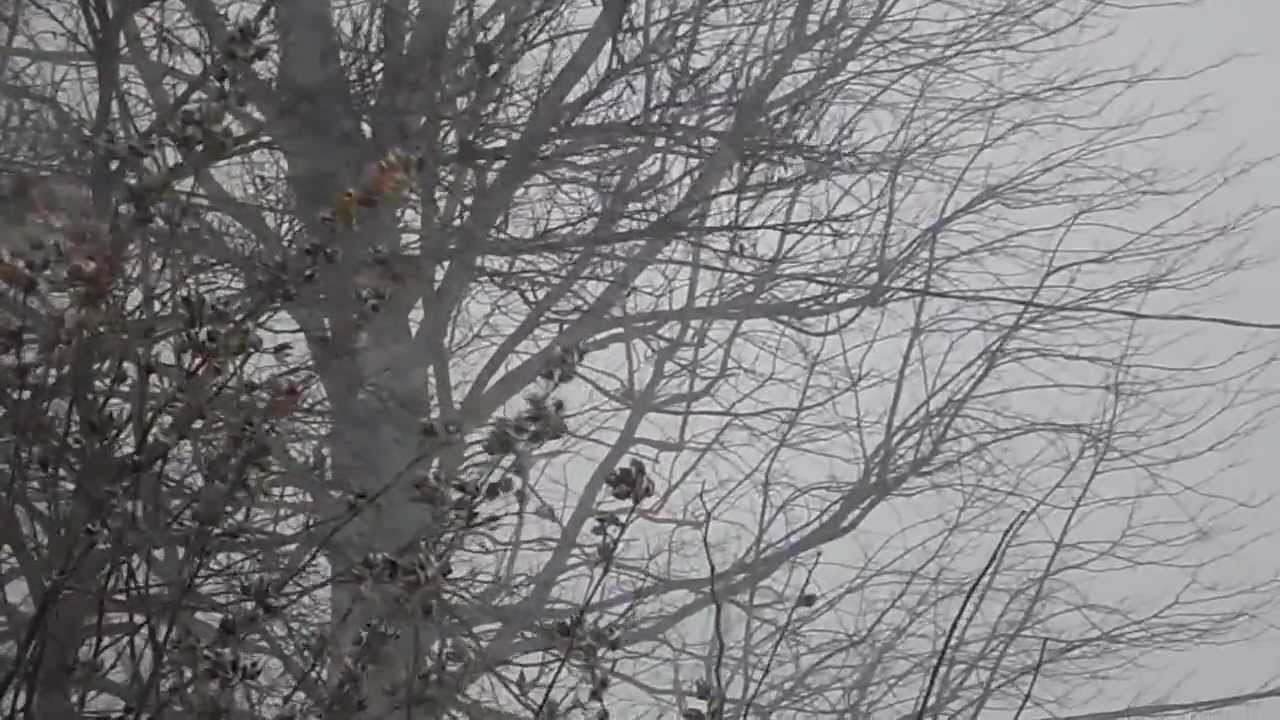 Blizzard of 2012 in Franklin, Indiana 46131