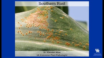 Southern Rust in Corn
