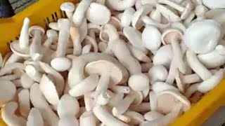 Post Harvesting of Milky Mushroom by Divya Rawat