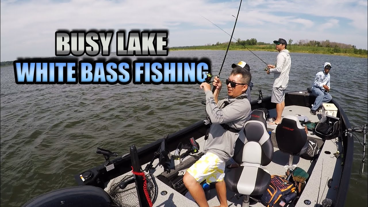 Catching White Bass on a Busy Lake YouTube