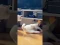【猫と暮らす家】壁に作った穴（トンネル）から指が出てきたら…