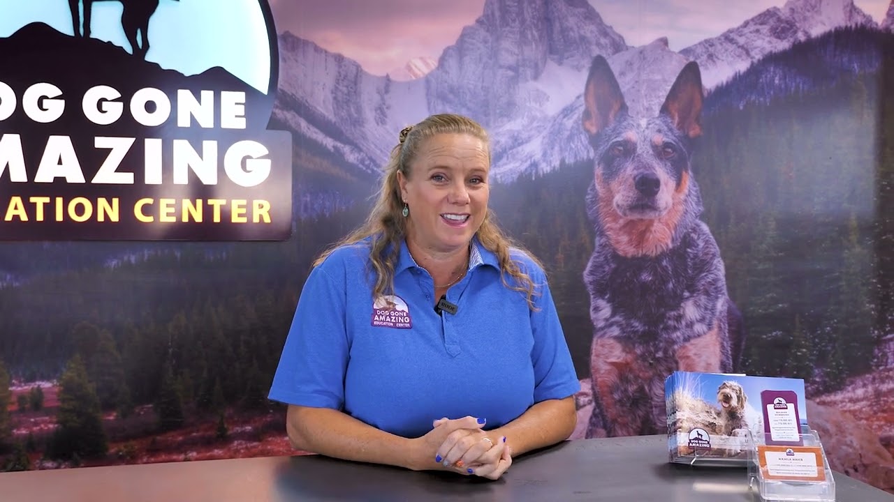 What Is Dog Separation Anxiety Dog Gone Amazing YouTube What Is Dog Separation Anxiety Dog Gone Amazing YouTube