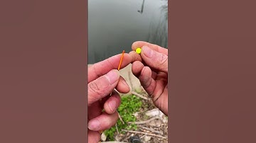 Mua Phao Hố Đấu Tự Cân Câu Cá Chép Siêu Nhạy Dính Cá GIÚP BẠN CÂU CÁ DỄ DÀNG! #fishing #shorts