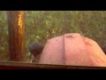 IMT 539 Tanjuranje Prvi Trag Mp4 IMT 539 Tanjuranje Prvi Trag Mp4