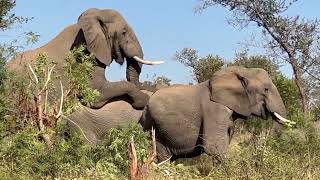 Captivating Habits Of The African Elephant