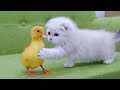子猫のモノが初めてアヒルの子と出会う