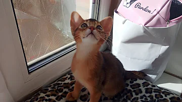 Котёнок, которого невозможно наказать | домашняя обезьянка
